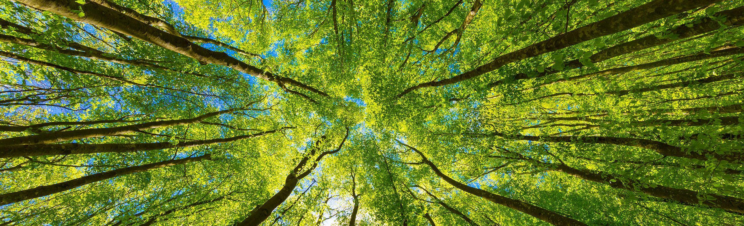 Green forest canopy from below – nature, sustainability, climate, biodiversity Upward view into a dense deciduous forest with tall trees and vibrant green foliage. Sunlight filters through the leaves, and the blue sky peeks through.