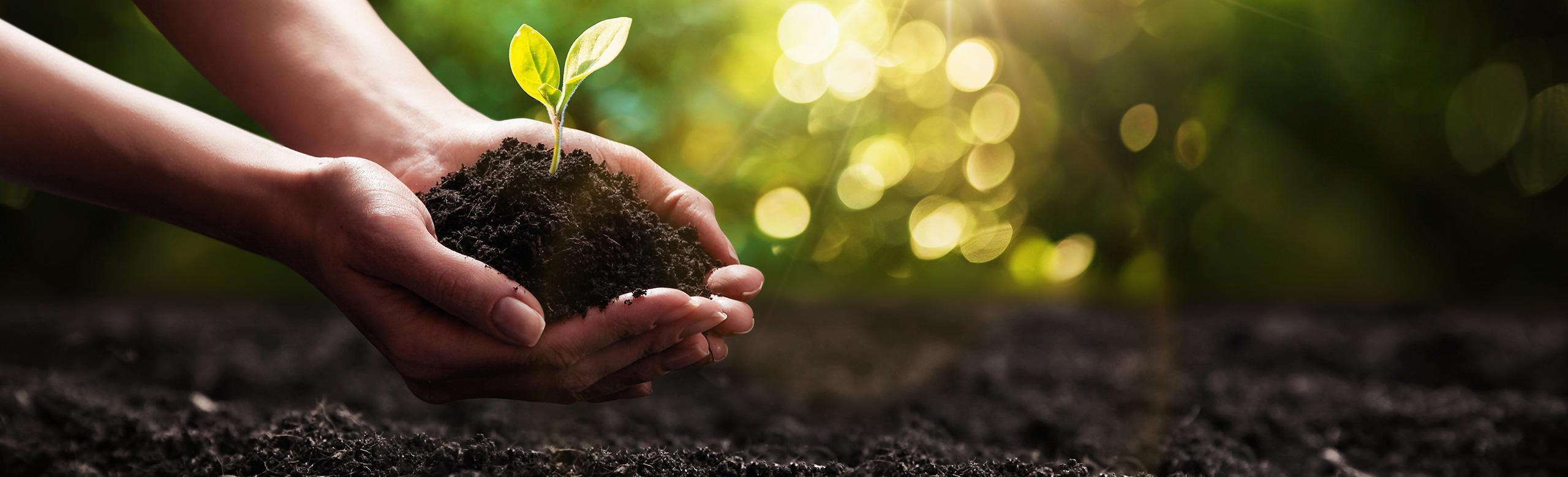 Hands holding seedling in soil – sustainability, nature, eco, growth, future Two hands holding dark soil with a small green seedling, with sunlight in the background.